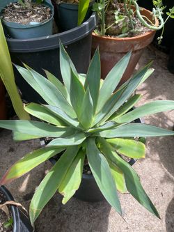 Blue Glow Agave Succulent Plant