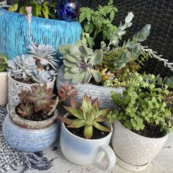 Succulent arrangements
