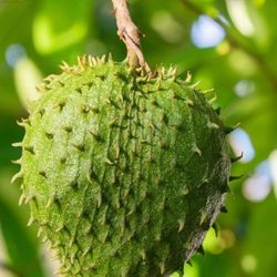 $8 soursop plant