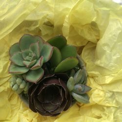 Live Rooted Succulents