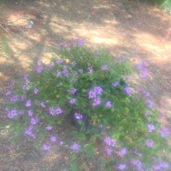 Lantana Purple