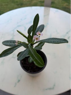 White Crown of Thorns ‘White Euphorbia Milii’ / Madagascar Palm Tree (Out/In Door Life Plant)