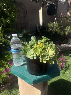 Succulents