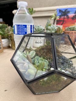 Terrarium Succulent 