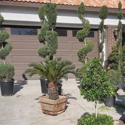 Topiaries