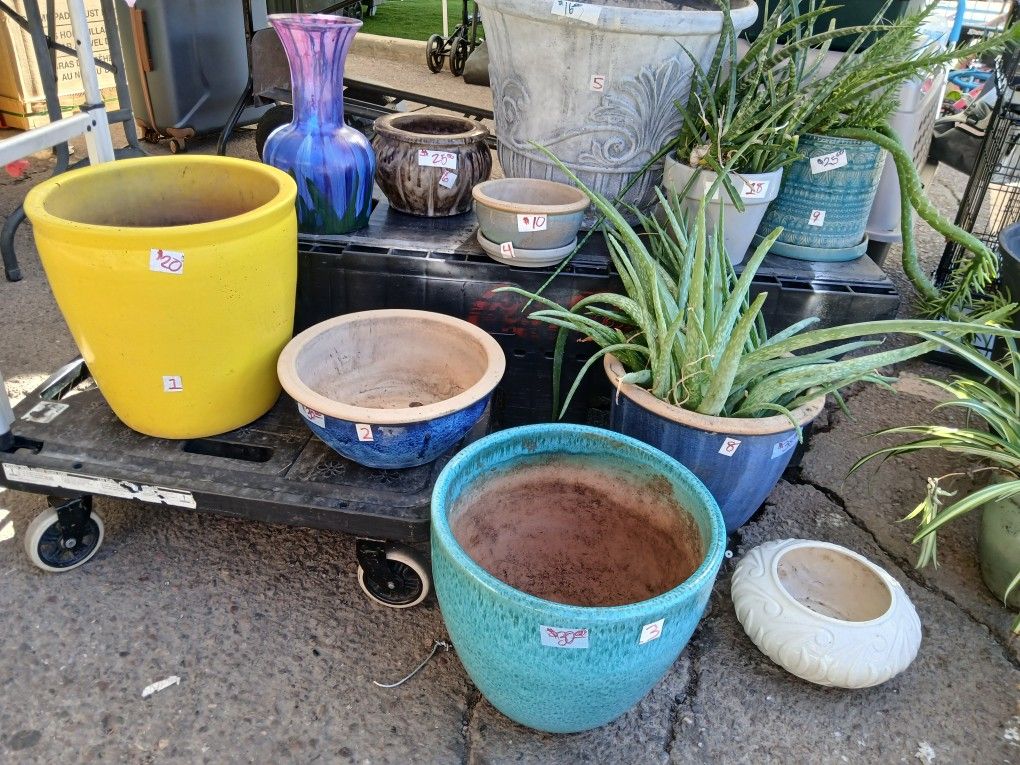 Planters  Pot,  Aloe, Snake Plant, Wves Needle