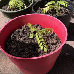 Curry Leave Plant