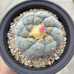 Fricci Super White Orang Wool Original Rare Cactus Plant 