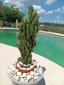 18" Monstrose Peruvian Apple Cactus Cutting $40 -Ship $10 Or Deltona, Fl Pickup 