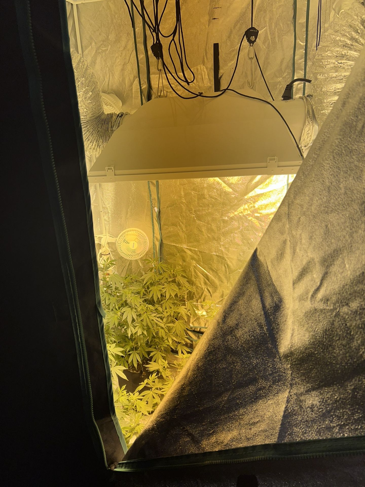 Three Full Grow Tent Set-Ups