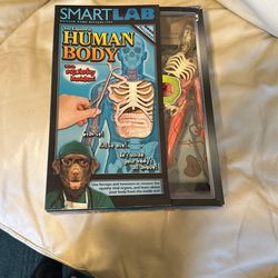 Human Body Toy