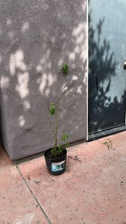 Curly willow tree