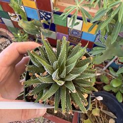 The Zebra Haworthia  