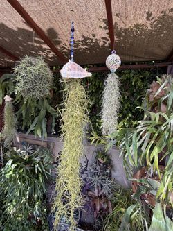 3 Extra Large Hanging Shells With Flowing Spanish Moss