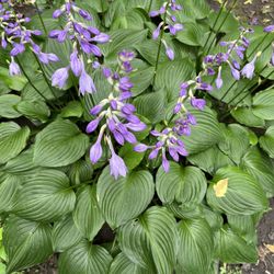 Hosta Baby Plants (15 Baby Plants)