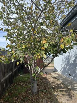 Cherimoya That Grows 100 Or More