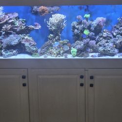150gal Reef Tank 