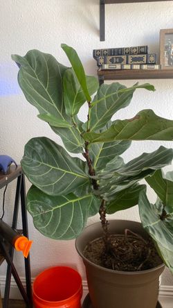 fiddle fig leaf tree