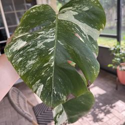 Monstera Albo Variegated Rooted Plant 