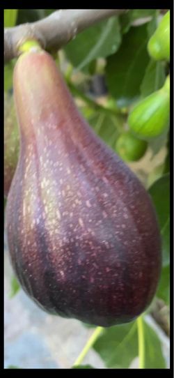 Figs Fruit