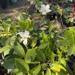 Mandevilla Plant