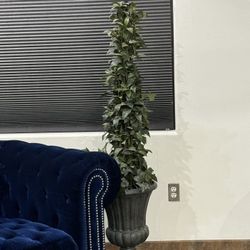 Gorgeous Topiary