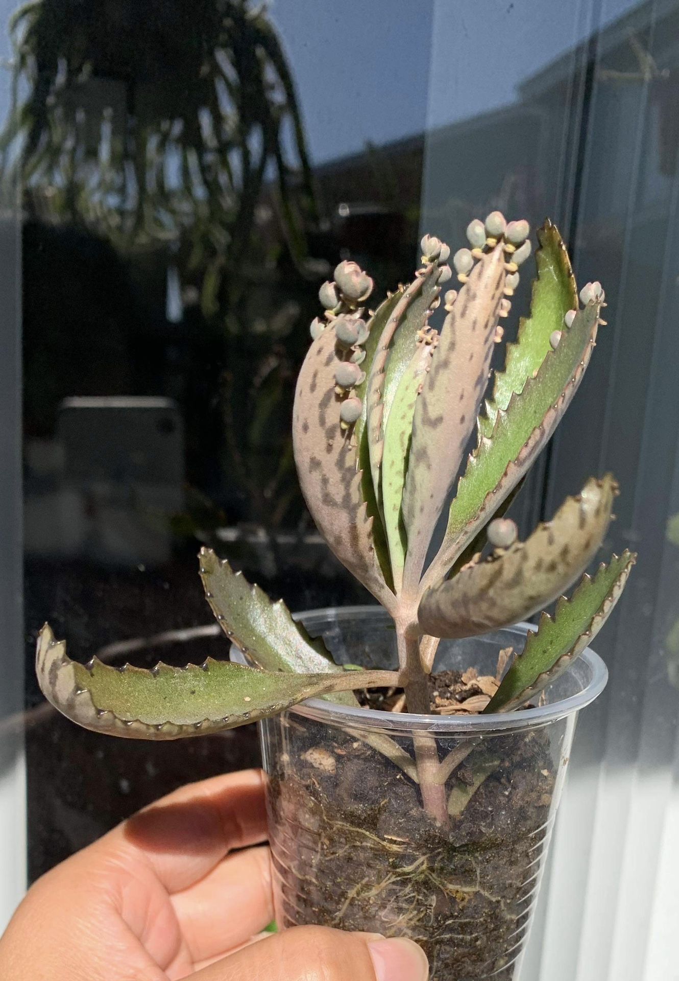 Mother Of Thousands Live Kalanchoe Succulent Rare Plants Bryophyllum Starter