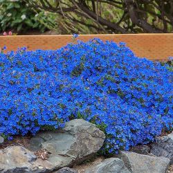 1gal Lithodora Plants —