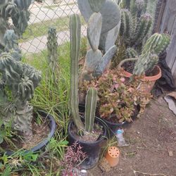Mexican Fence Post Cactus Plant