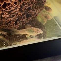 Bronze Corys Fish Tank Aquarium Pecera Decor