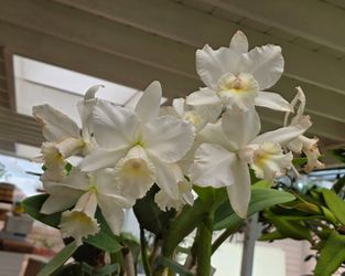 Hawaii White Wedding Orchid