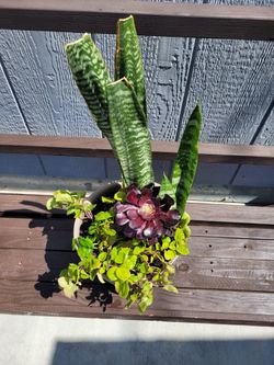 Plant Arrangement