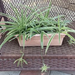 Reverse Variegated Spider Plant 