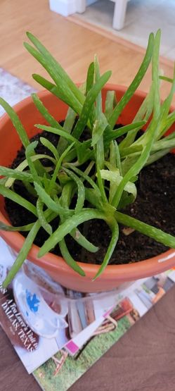 Aloe Vera Plant 