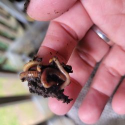 Composting Worms