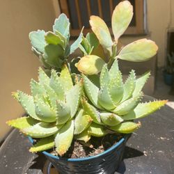 Succulent 