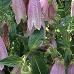 Campanula “Cherry Bells” - Outdoor Perennial Garden Plant - Starter!