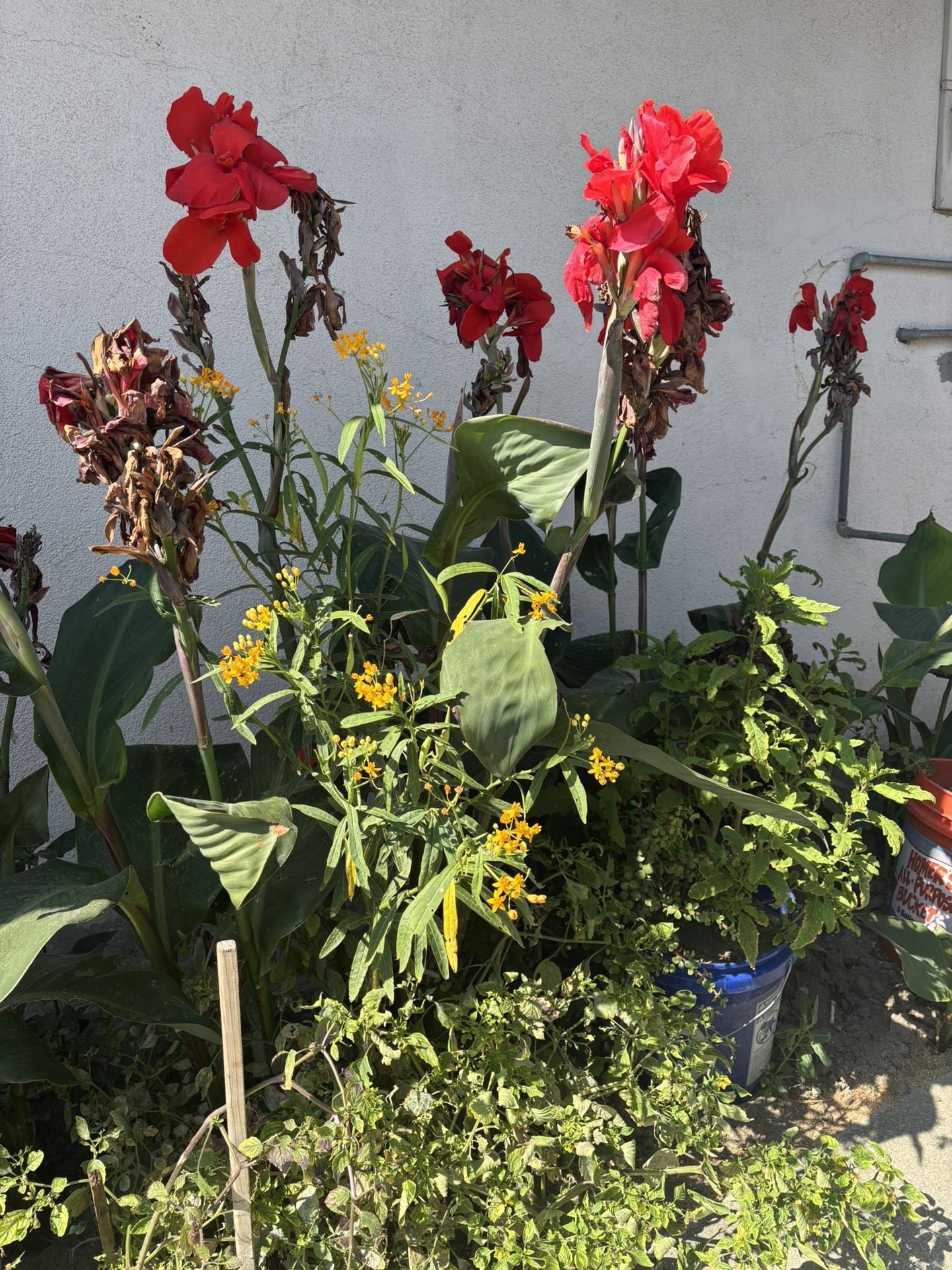 Canna Lilly Bulb Plant