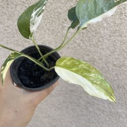 Albo Epi Plant 