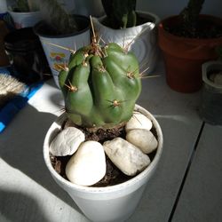 4" Peruvian Apple Cactus Rooted In Pot $8 -Ship $7 White Flowers Red Fruit 