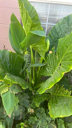 Planta, oreja de elefante muy grande
