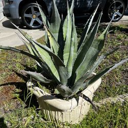 Agave Plants (2)
