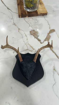 Deer Antler Mount $40