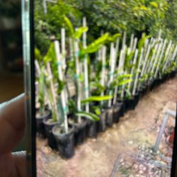 Dragon Fruit Plant
