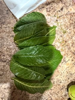 Hoja de guayaba
