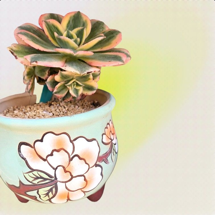 Aeonium Sunburst With Multiple Heads Korean Succulent Import 5" Pot