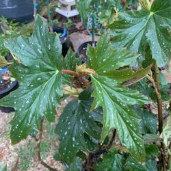 Angel Wing Begonia Plant 