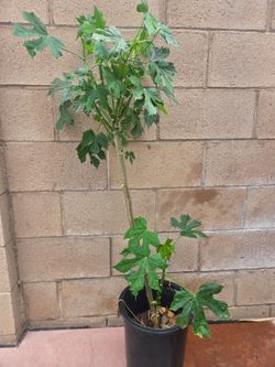 Chaya Plant Medesinal
