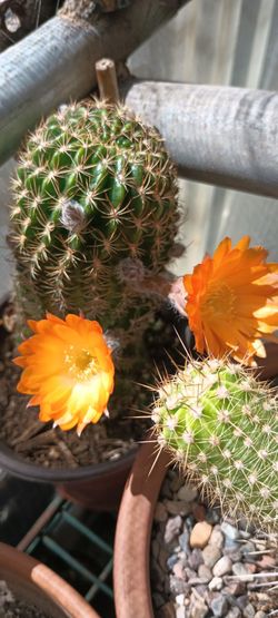 Cactus plant.