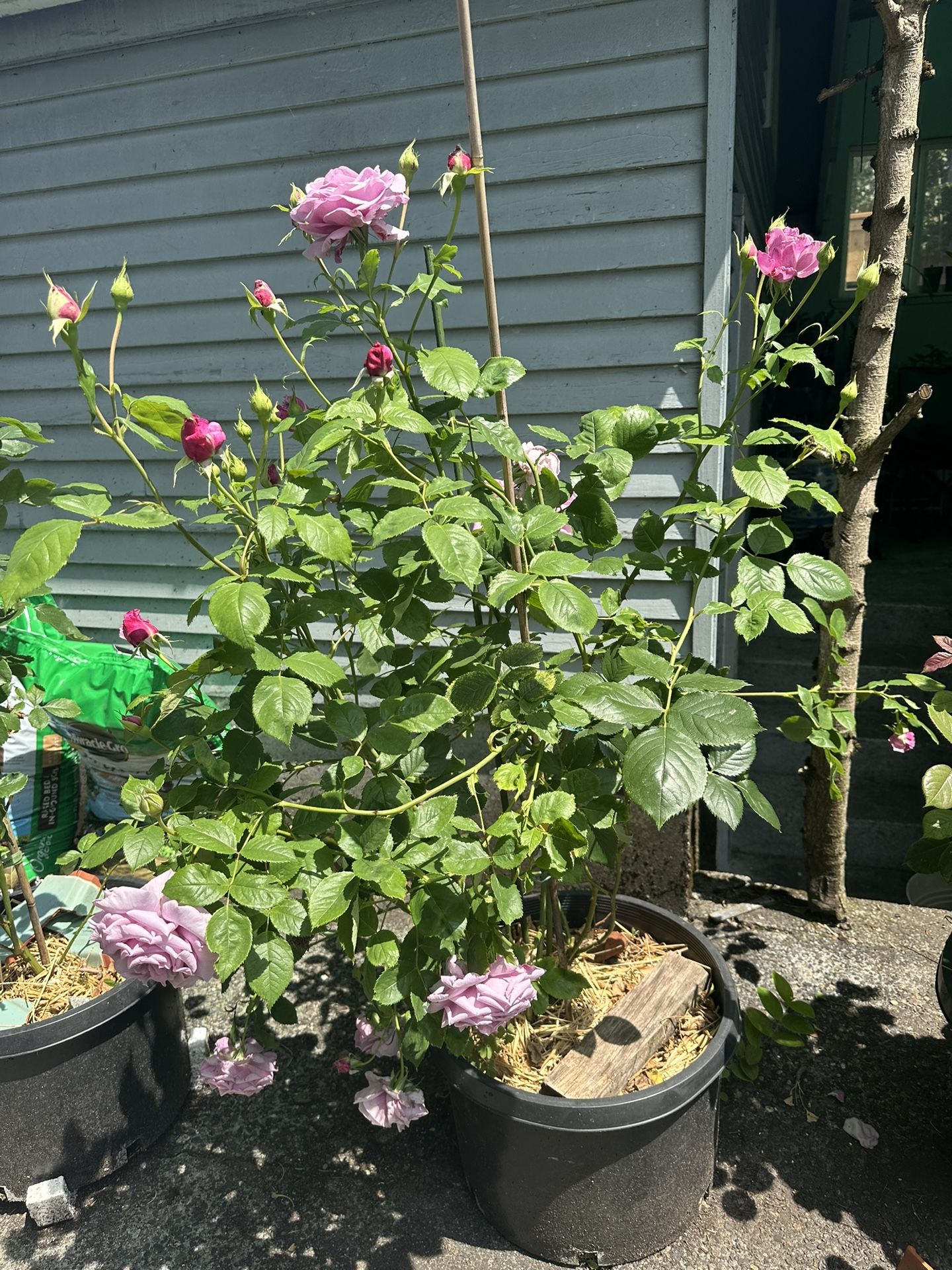 Large Fragrant lavender Rose 